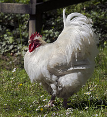Portrait of nice white rooster