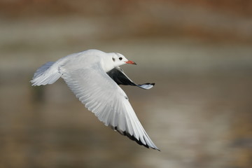 volo di gabbiano comune