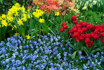 Obraz premium tulips, daffodils and bluebells