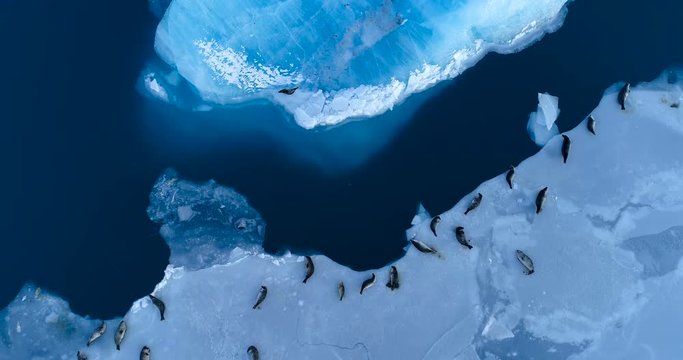 phoques sur la banquise