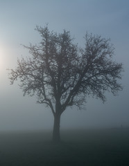 Fototapeta na wymiar Nebel - Morgen idylle in der Natur