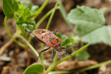 Front view of red insect walking through tiny stems of garden weed. Macro view of seed bug Spilostethus pandurus. Wildlife photography