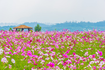 cosmos flower in seoul,korea.