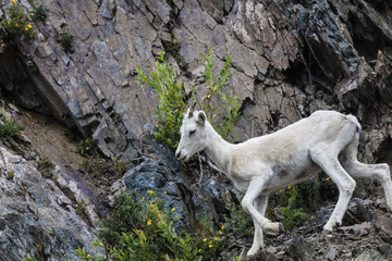 Dall sheep and lambs navigate the steep slopes