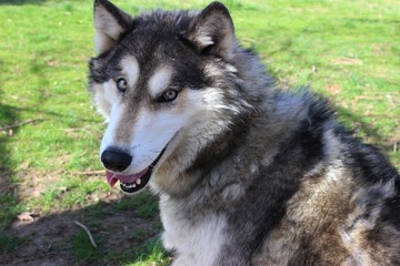 BEAUTIFUL WOLF HYBRID