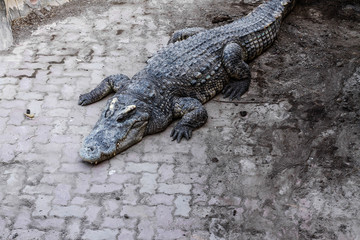 Crocodile on a sunny day