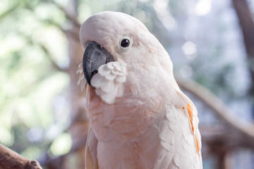 Beautiful white parrot