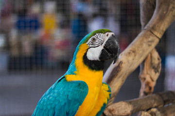 Beautiful parrot with a holiday.