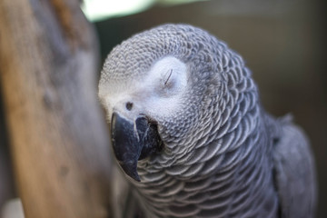 Gray Parrot with sleep