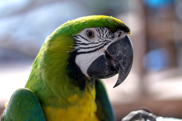 Beautiful parrot with a holiday.