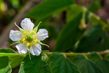 florzinha