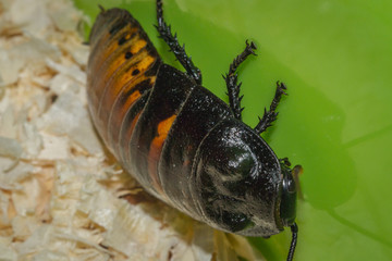 cockroaches close-up macro