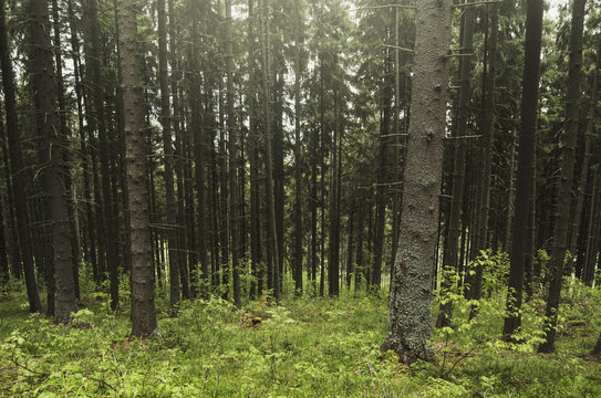 natural pine tree forest, green landscape