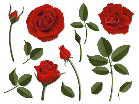 A set of flower parts. Inflorescence, bud and leaf of a scarlet rose. Vector, detailed, realistic illustration, isolated. Elements for floral design of greeting card and bouquet.