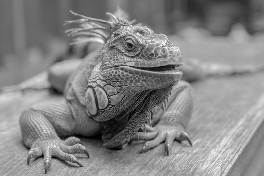 Good looking Iguana image in black and white