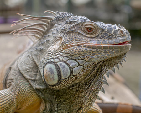 Lovely Iguana close-up face image