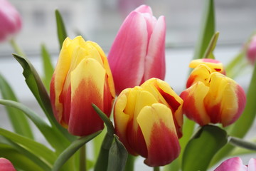 Bunte Tulpen