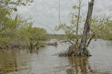 Mangrove