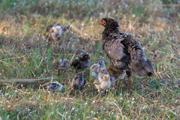 A young hen teaches her chicks to find food from the ground.