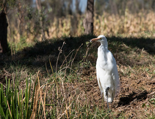 White egret taking off from Xochimilco lake