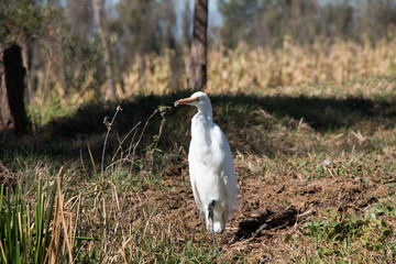 White egret taking off from Xochimilco lake