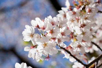 White cherry (Sakura) blossom in spring season with blue sky background