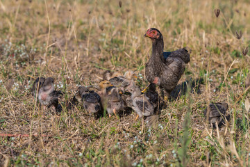 A young hen teaches her chicks to find food from the ground.