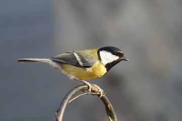 Fototapeta premium Nahaufnahme einer Kohlmeise (Parus major) 