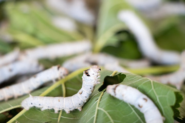 Obraz premium Closed up of silkworm on mulberry leaf background