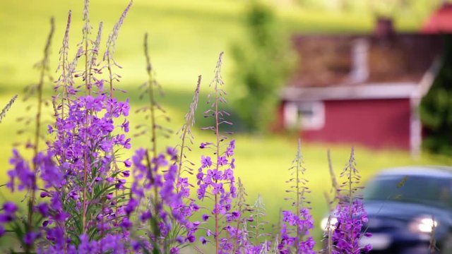 Car drives behind purple fireweed flowers growing by a country road