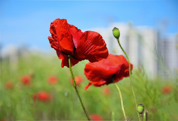 Red poppy against the blue sky. The field of red poppies