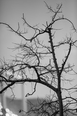 tree nature in spain 