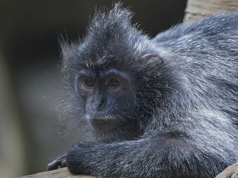 Silvery Lutung (Trachypithecus Cristatus)