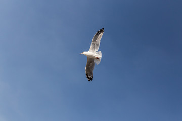 Slender-billed Gull flying