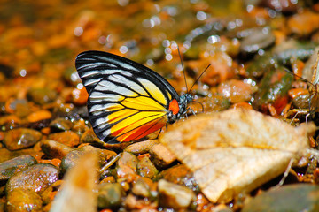 Fototapeta na wymiar butterfly 4