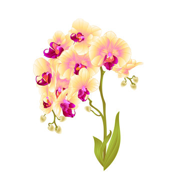 Branches orchid Phalaenopsis yellow flowers and leaves tropical plants  stem and buds on a white background vintage vector botanical illustration for design editable hand draw