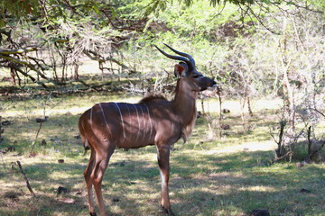 impala