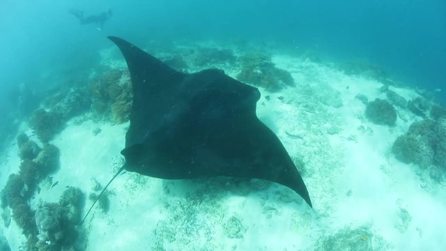 Manta Ray Swimming Over Cleaning Station in Indonesia
