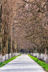 Longest linden alley in europe. Springtime scenery on the river embankment in Uzhgorod, Ukraine.