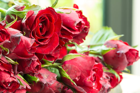 Natural red roses. using as Valentines Day background, wedding day, Symbol of Valentine's day.