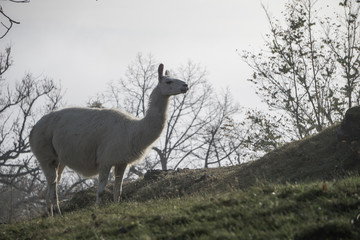 Llama standing on the side of a hill on a foggy autumn morning