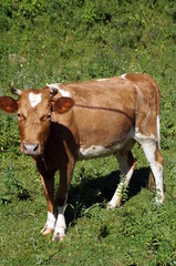 A cow with brown and white wool grazes on a green meadow
