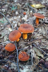 Mushrooms with orange hats and legs grow in the forest on a sunny summer day
