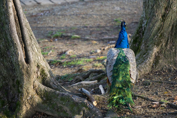 Obraz premium A peacock resting on tree roots on a cold autumn morning