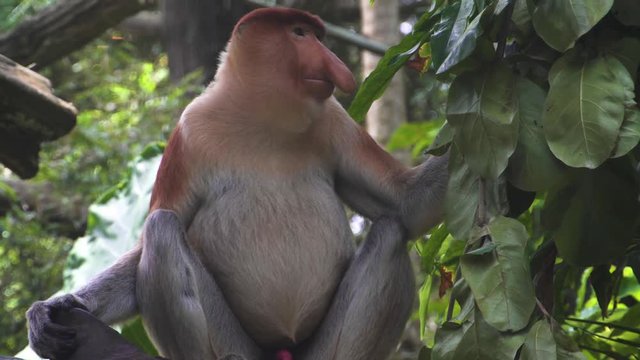the proboscis monkey