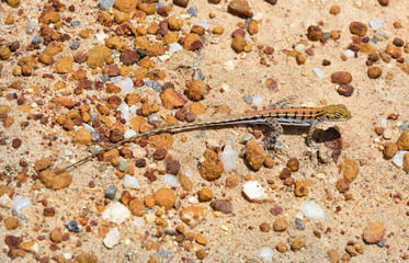 Australia, Zoology, Reptile