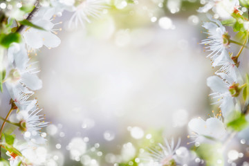 Fototapeta na wymiar Spring nature background. Springtime cherry blossom with green leaves with sun light and bokeh, frame
