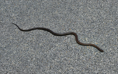 Australia, Zoology, Snake