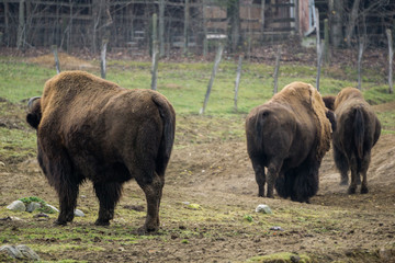Fototapeta na wymiar Three large buffalo standing on a field inside their enclosure at the zoo