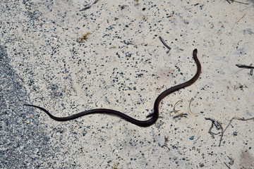 Fototapeta na wymiar Australia, Zoology, Snake